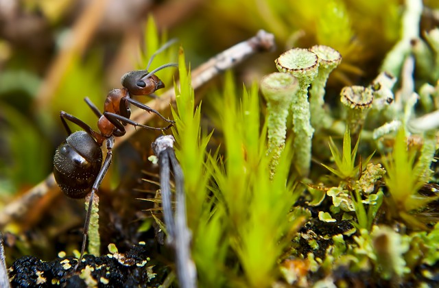 муравьи в траве на дачном участке