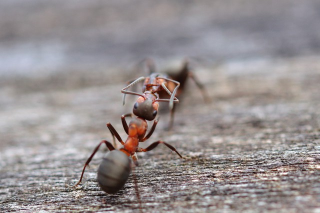 муравьи перед обработкой в Балаково