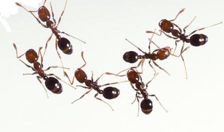 обычные муравьи в квартире