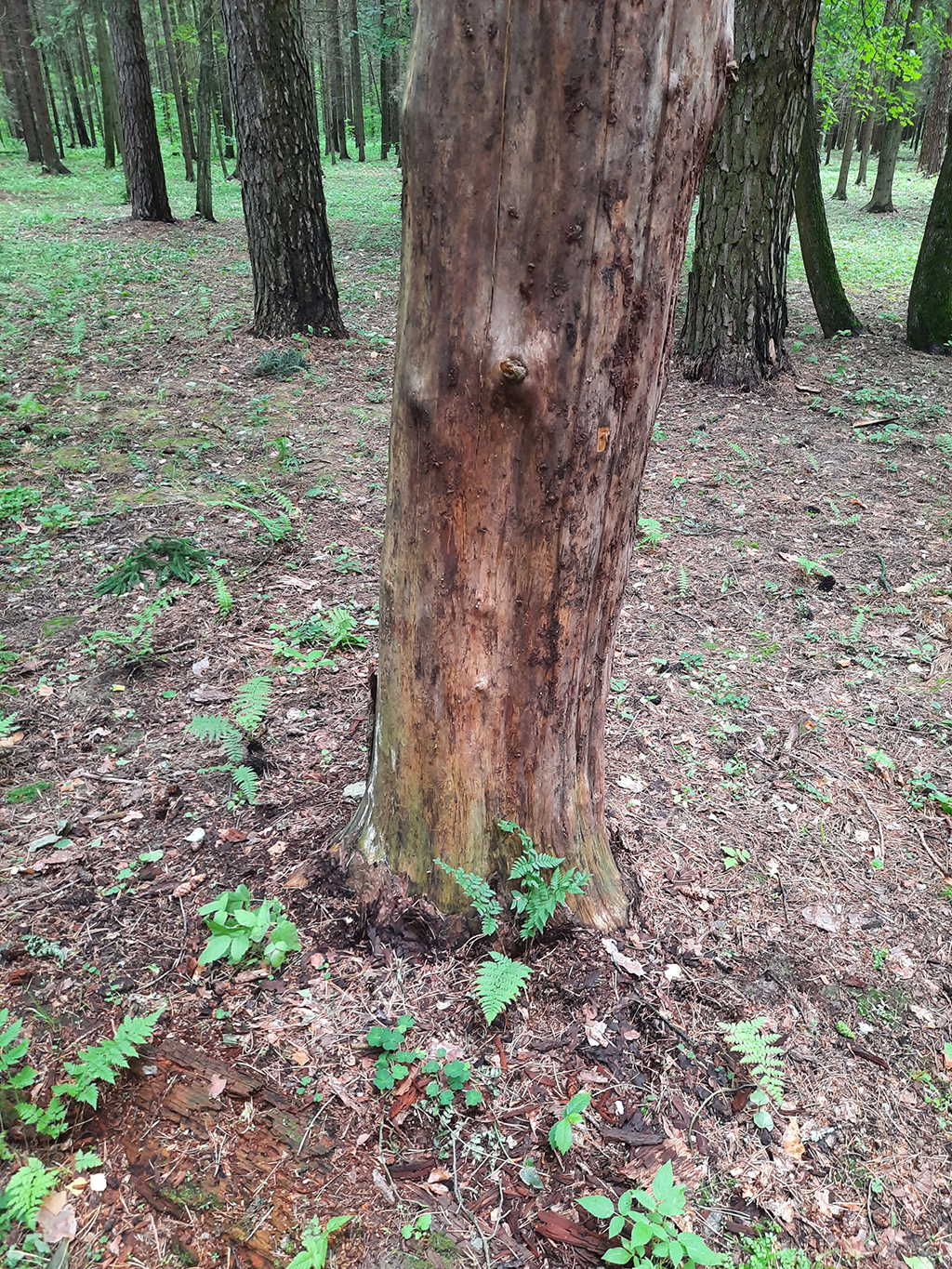 короед уничтожил всю кору хвойного дерева на участке в Балаково Саратовской области