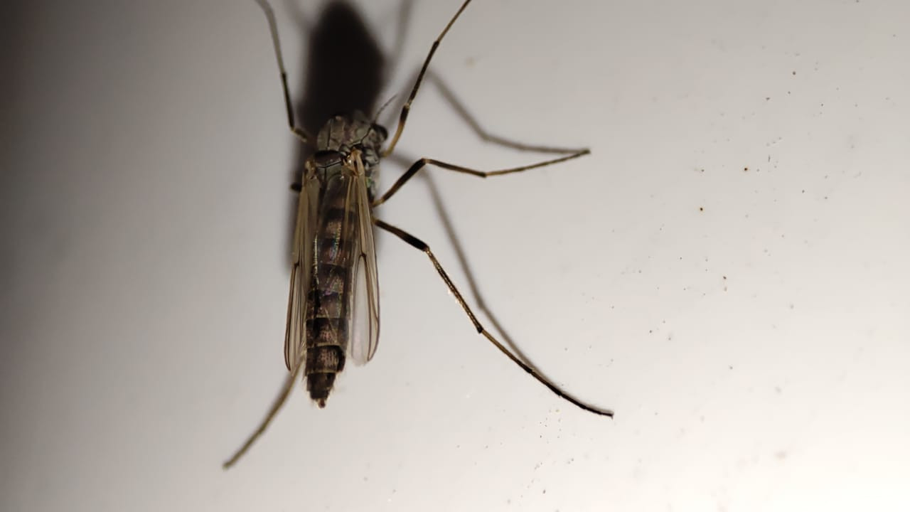 Чем опасны малярийные комары?