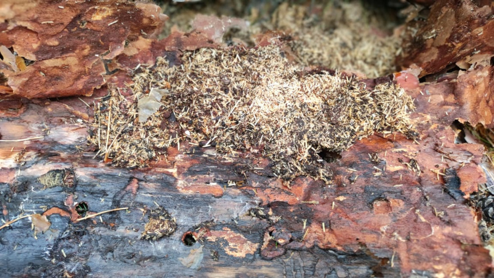 Обработка от елового короеда в Озёрах - борьба с жуками эффективными средствами от СЭС Биотрикс