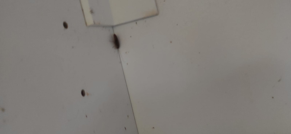 Эффективная травля и уничтожение тараканов в Карабаново с обработкой квартир