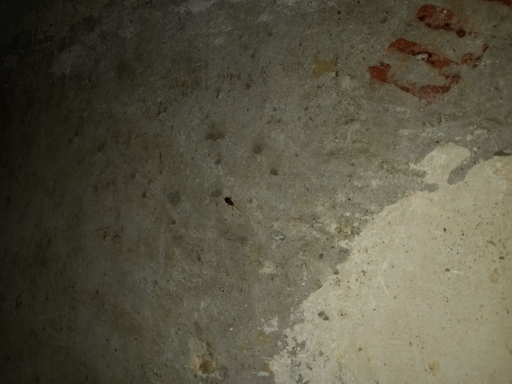 Уничтожение тараканов в Сергиевом Посаде методом горячего и холодного тумана