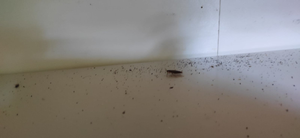 Тараканы и элементы их жизнедеятельности в квартире г. Александров