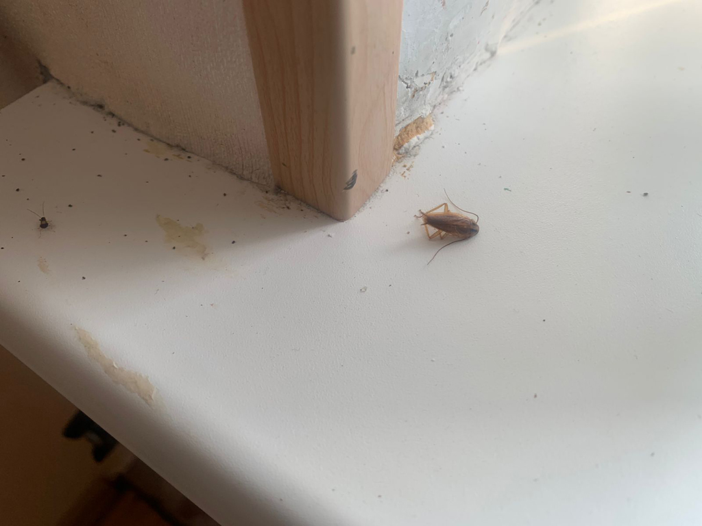 тараканы в квартире в г. Тобольск