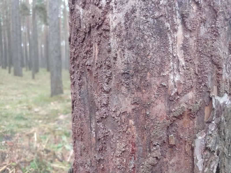 Причины распространение жуков-вредителей (короедов) у хвойных деревьев на садовых участках в Московской области
